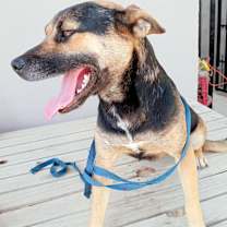 Thumbnail photo of Negra #4