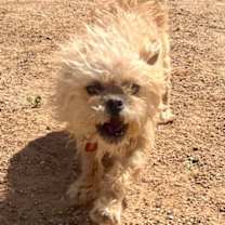 Thumbnail photo of Phyllis Diller #2