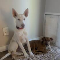 Thumbnail photo of Buck #3