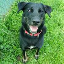 Thumbnail photo of Dusty #2