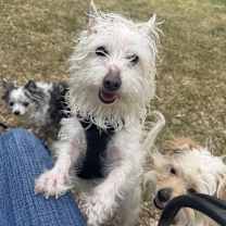 Thumbnail photo of Maggie #2