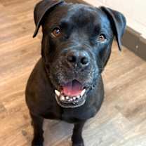 Thumbnail photo of Midnight #1