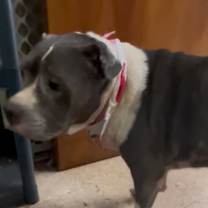 Thumbnail photo of Lilly  #2