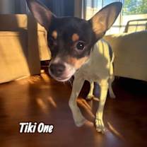 Thumbnail photo of Tiki One #1