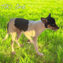 Thumbnail photo of Tiki One #2