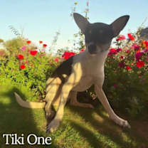 Thumbnail photo of Tiki One #3