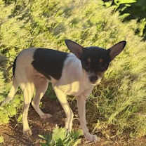 Thumbnail photo of Tiki One #4