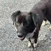 Thumbnail photo of Flashlight #2