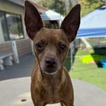 Thumbnail photo of Cinnamon #4