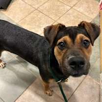 Thumbnail photo of Hazel #2