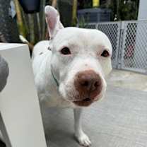 Thumbnail photo of King #3