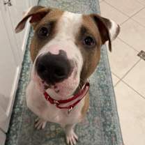 Thumbnail photo of Hank #4