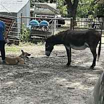 Thumbnail photo of Red #4