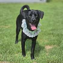 adopt-pet