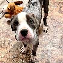 Thumbnail photo of Vinnie #3