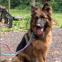 Thumbnail photo of Tommy #4