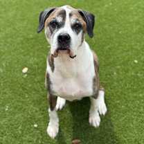 Thumbnail photo of Beethoven #1