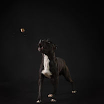 Thumbnail photo of Thor #4