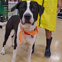 Thumbnail photo of Sox #3