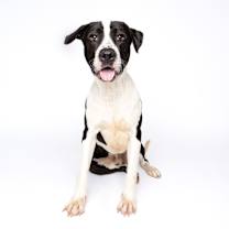 Thumbnail photo of Sox #4