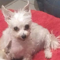 Thumbnail photo of Shrimp LF #3