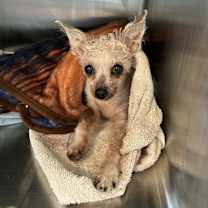 Thumbnail photo of Shrimp LF #4