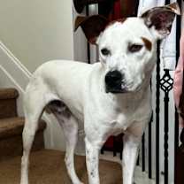 Thumbnail photo of Piston *FOSTER NEEDED TOO! #3