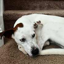 Thumbnail photo of Piston *FOSTER NEEDED TOO! #4