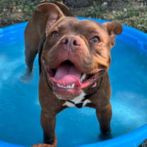 Thumbnail photo of Toby #1