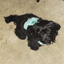 Thumbnail photo of Nemo #1