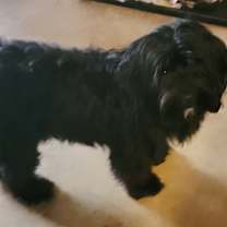 Thumbnail photo of Nemo #2