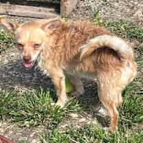 Thumbnail photo of Georgie #1