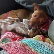 Thumbnail photo of Reese's Pieces #2