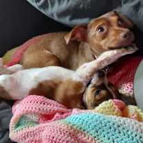 Thumbnail photo of Reese's Pieces #3