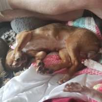 Thumbnail photo of Reese's Pieces #4