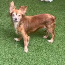 adopt-pet