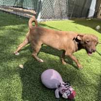 adopt-pet