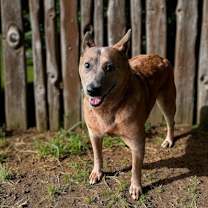 Thumbnail photo of Cinnamon #1