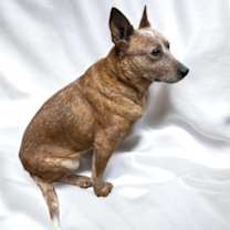 Thumbnail photo of Cinnamon #2