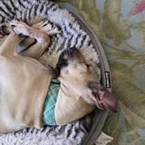 Thumbnail photo of Violet #1