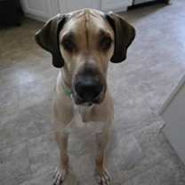 Thumbnail photo of Violet #2