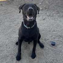 Thumbnail photo of Buddy #3