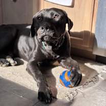 Thumbnail photo of Buddy #4