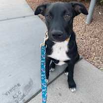 adopt-pet