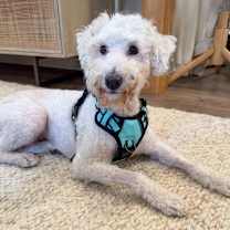 Thumbnail photo of Clementine #3