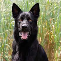 adopt-pet