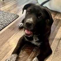 adopt-pet