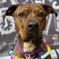 Thumbnail photo of Merida #1