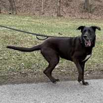 Thumbnail photo of Lulu #4