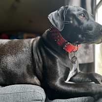 Thumbnail photo of Lady Bug #3